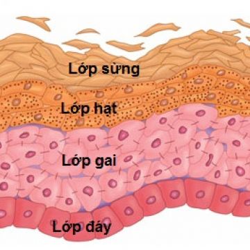 Cấu Trúc Da
